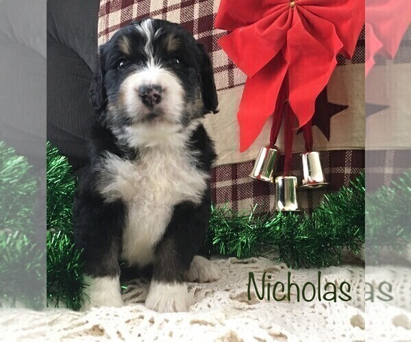 Medium Photo #2 Bernedoodle Puppy For Sale in CLARE, MI, USA