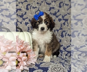 Aussiedoodle Puppy for sale in OXFORD, PA, USA