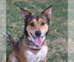 American Staffordshire Terrier-Siberian Husky Mix Dogs for adoption in San Antonio, TX, USA