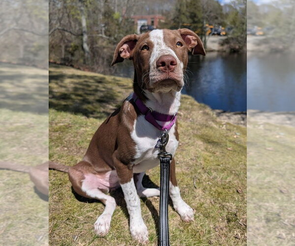 Medium Photo #16 Mutt Puppy For Sale in Oak Bluffs, MA, USA