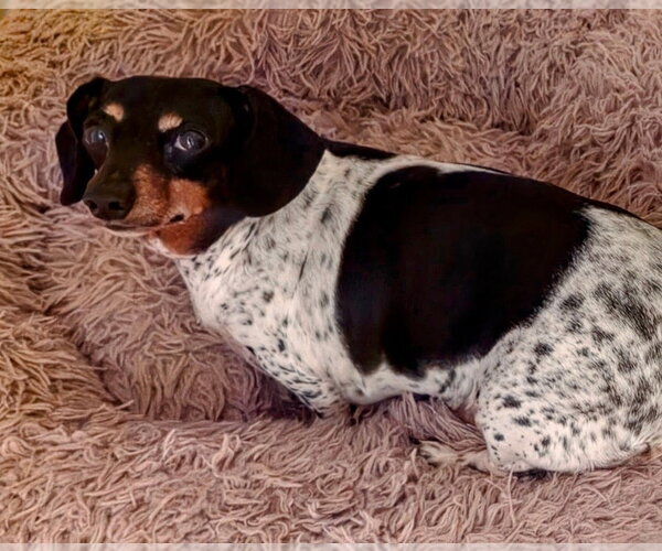 Medium Photo #1 Dachshund-Unknown Mix Puppy For Sale in Springdale, PA, USA