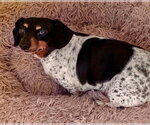 Gidget - Female Dachshund-Unknown Mix Dog for Adoption - Small photo