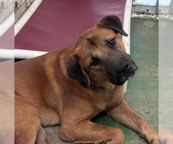 Medium Photo #14 Shepradors Puppy For Sale in Rustburg, VA, USA