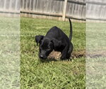 Small Photo #7 Dachsador Puppy For Sale in Aurora, IN, USA