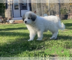 Great Pyrenees Puppy for sale in LUCAMA, NC, USA