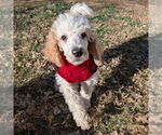Small #2 Poodle (Standard)