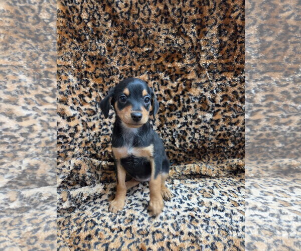 Medium Photo #2 Chiweenie Puppy For Sale in El Centro, CA, USA