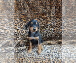 Small #1 Chiweenie