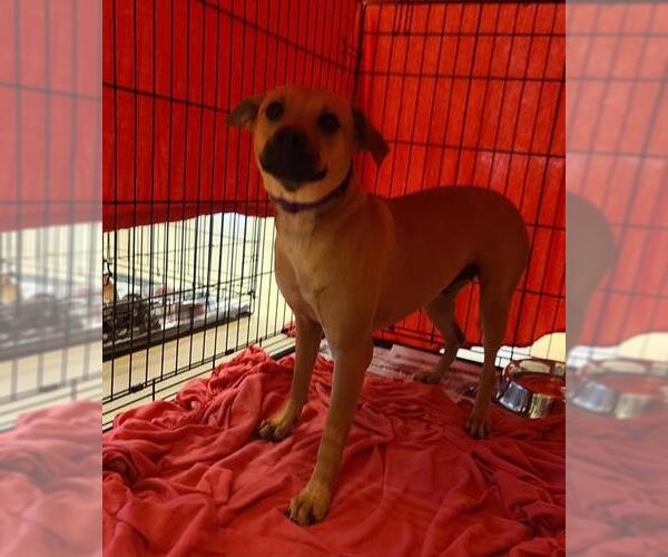 Medium Photo #1 Mutt Puppy For Sale in San Antonio, TX, USA
