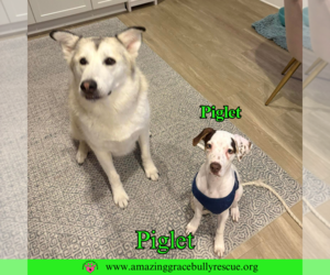 Jack Russell Terrier-Unknown Mix Dogs for adoption in Pensacola, FL, USA