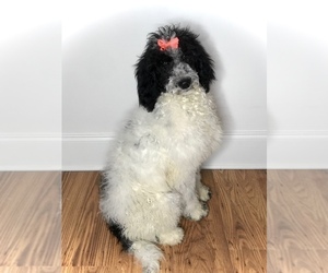 Poodle (Standard) Puppy for sale in SEVIERVILLE, TN, USA