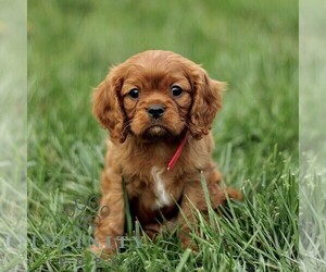 Cavalier King Charles Spaniel Puppy for sale in KINZERS, PA, USA