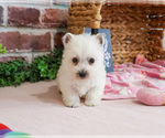 Small #15 West Highland White Terrier