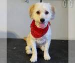 Small #1 Maltese