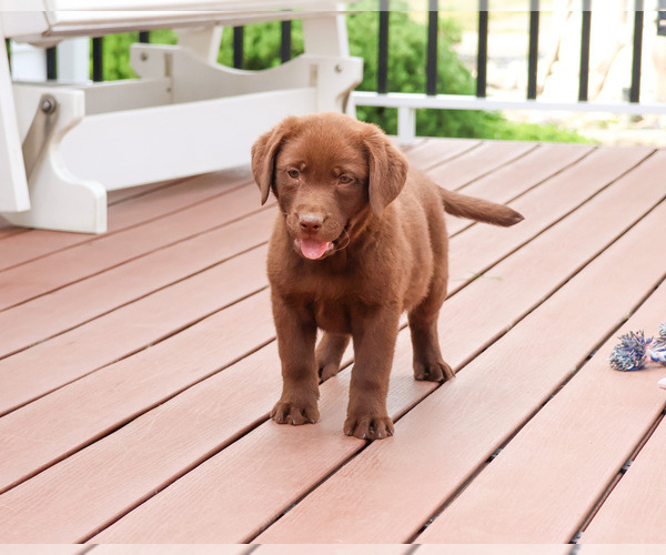 Medium Photo #8 Labrador Retriever Puppy For Sale in SYRACUSE, IN, USA