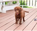 Small #7 Labrador Retriever
