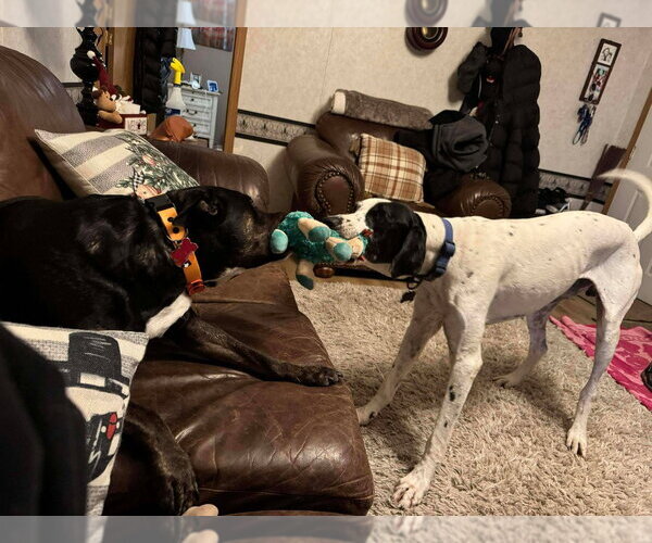Medium Photo #4 Great Dane-Pointer Mix Puppy For Sale in Bullard, TX, USA