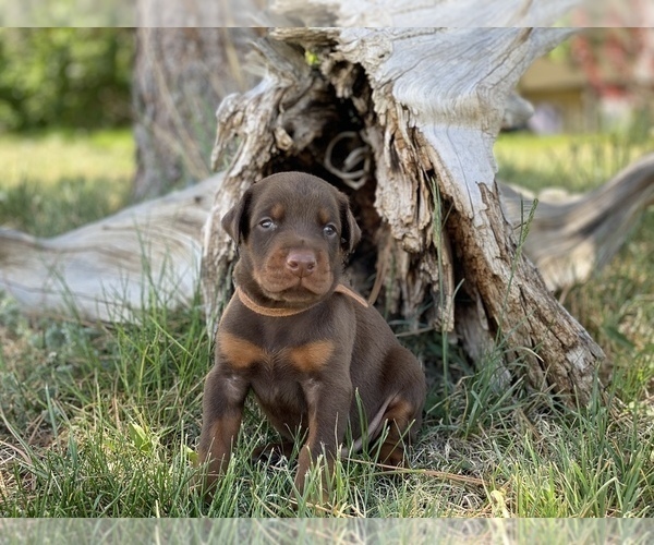 Medium Photo #5 Doberman Pinscher Puppy For Sale in CHEYENNE, WY, USA