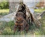 Small Photo #5 Doberman Pinscher Puppy For Sale in CHEYENNE, WY, USA