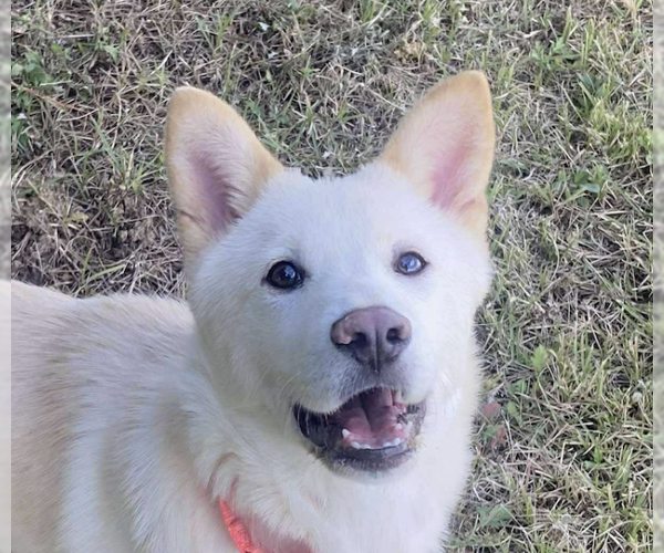 Medium Photo #1 Mutt Puppy For Sale in San Ramon, CA, USA