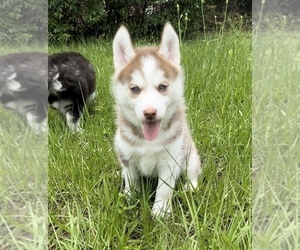 Siberian Husky Puppy for sale in JACKSONVILLE, FL, USA