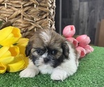Small #2 Shih Tzu