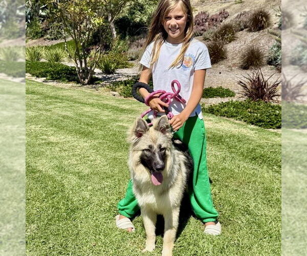 Medium Photo #5 German Shepherd Dog Puppy For Sale in San Juan Capistrano, CA, USA