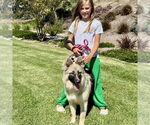 Small #4 German Shepherd Dog