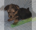 Small Photo #200 Yorkshire Terrier Puppy For Sale in AKRON, OH, USA