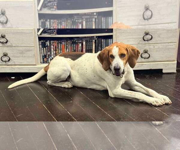 Medium Photo #4 Mutt Puppy For Sale in Rustburg, VA, USA