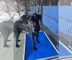 Small #1 Great Dane