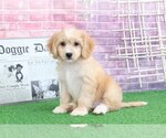 Small Photo #2 Cavachon Puppy For Sale in BEL AIR, MD, USA