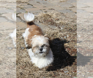 Father of the Shih Tzu puppies born on 10/27/2024