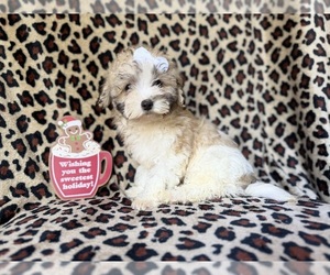 Maltipoo (Miniature) Puppy for sale in LAKELAND, FL, USA