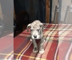 Small Photo #52 Great Dane Puppy For Sale in PIERSON, MI, USA
