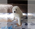 Small Photo #7 Samoyed Puppy For Sale in STATEN ISLAND, NY, USA