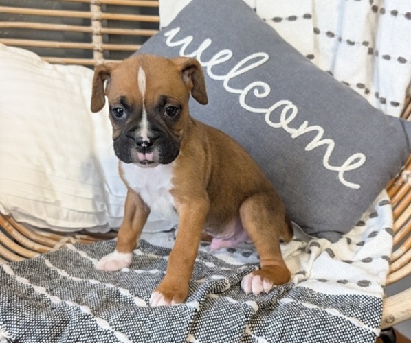 Medium Photo #72 Boxer Puppy For Sale in GOSHEN, IN, USA