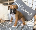 Small Photo #72 Boxer Puppy For Sale in GOSHEN, IN, USA