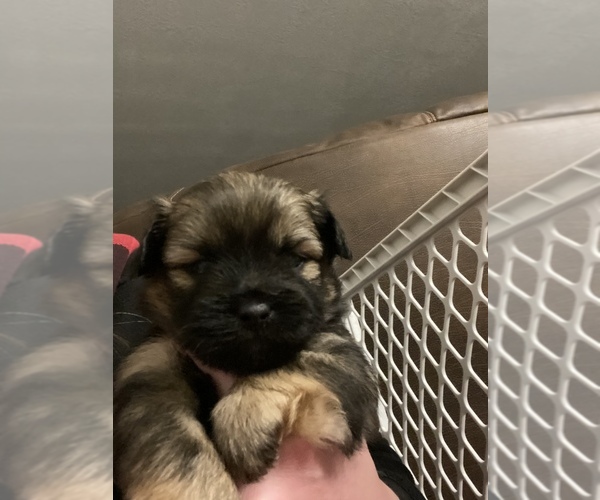 Medium Photo #13 Shiranian Puppy For Sale in FARR WEST, UT, USA