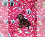 Small Photo #4 YorkiePoo Puppy For Sale in LAPEER, MI, USA