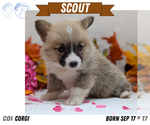 Puppy Scout Pembroke Welsh Corgi