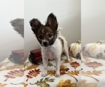 Small Photo #3 Papillon Puppy For Sale in BEECH GROVE, IN, USA