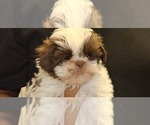 Litter of 3 - Female Shih TzuLitter of Puppies for Sale - Photo #2