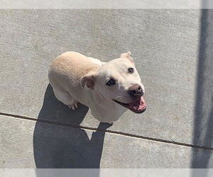 Labrador Retriever-Unknown Mix Dogs for adoption in Tulsa, OK, USA