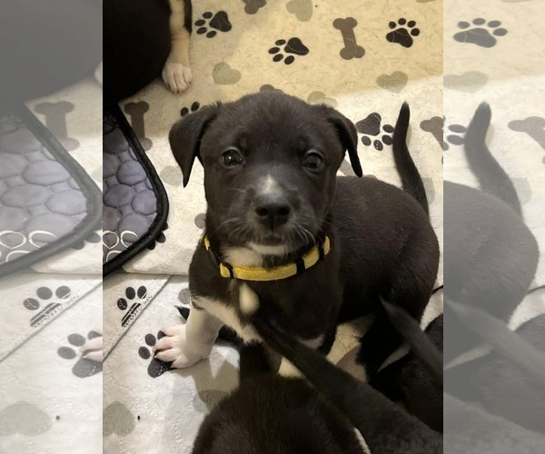 Medium Photo #1 American Pit Bull Terrier-Labrador Retriever Mix Puppy For Sale in Holly Springs, NC, USA