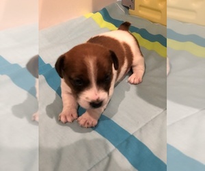 Jack Russell Terrier Puppy for sale in OMAHA, NE, USA