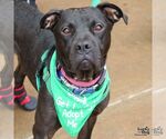 Small #21 American Pit Bull Terrier-Labrador Retriever Mix