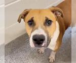 Small #1 Black Mouth Cur