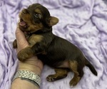 Small #5 Yorkshire Terrier