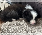 Small Photo #10 Border Collie Puppy For Sale in CAMAS, WA, USA